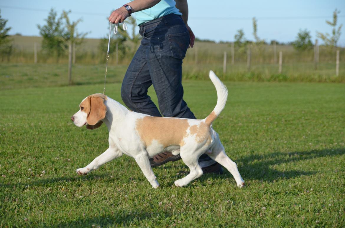 Beagle DKCH KLBJCH Free Stride's Busy Appointment billede 2