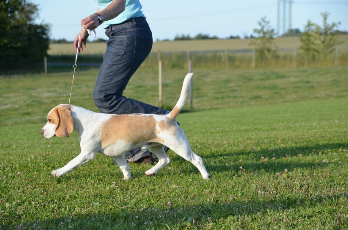 Beagle DKCH KLBJCH Free Stride's Busy Appointment billede 3