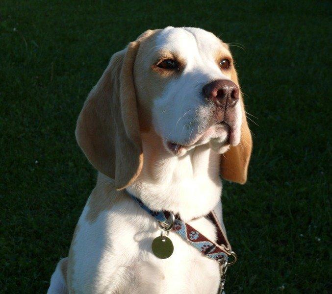 Beagle DKCH KLBJCH Free Stride's Busy Appointment billede 4