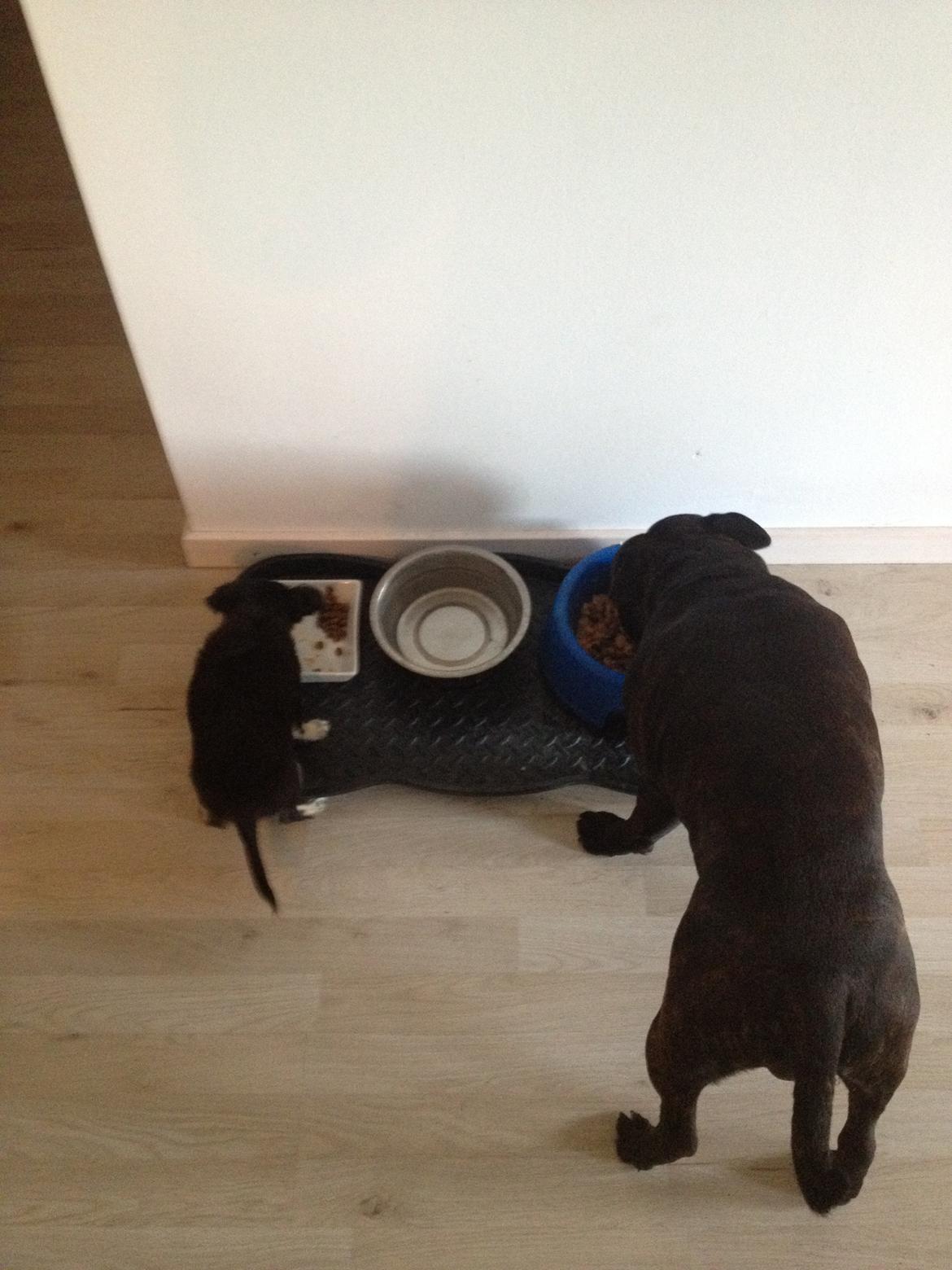 Chihuahua Dipsy - hygge ved mad tid billede 12