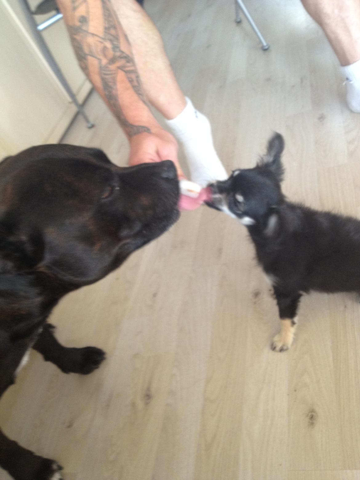 Chihuahua Dipsy - jaa ingen skam og dele billede 13