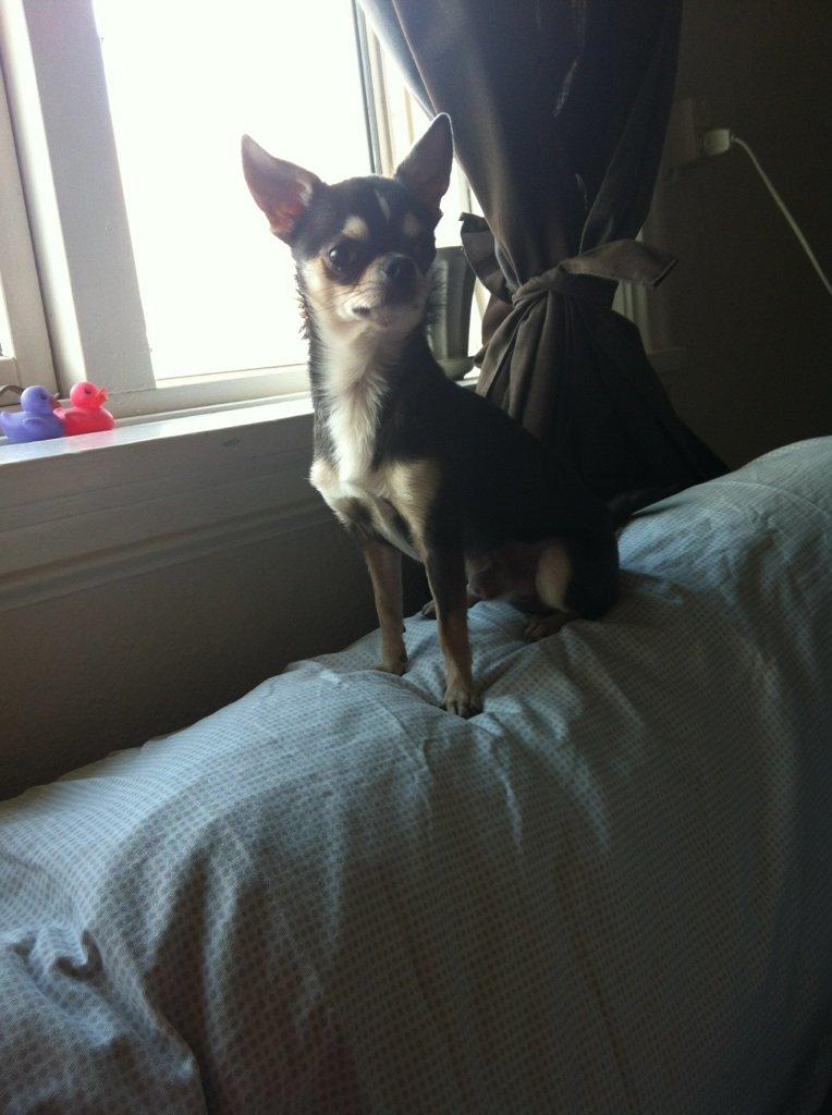 Chihuahua Dipsy - Dipsy`s far billede 14