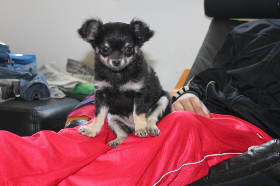 Chihuahua Dipsy billede 10