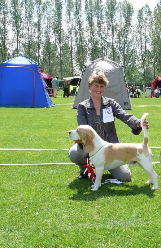 Beagle DKCH KLBJCH Free Stride's Busy Appointment - DKK udstilling Ballerup 16.06.2012 Henry blev BIR - jubiiii. Free Stride's Busy Appointment BIR, CERT + CACIB. Dommer Kresten Scheel. Nr 4 i Gruppe 6 i store ring. billede 5