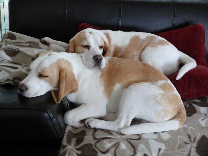 Beagle DKCH KLBJCH Free Stride's Busy Appointment - Henry forrest billede 6