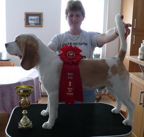 Beagle DKCH KLBJCH Free Stride's Busy Appointment billede 7