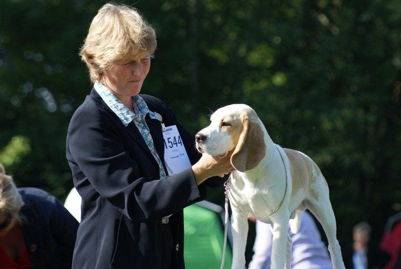 Beagle DKCH KLBJCH Free Stride's Busy Appointment billede 8