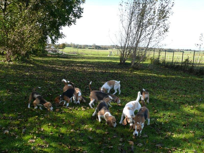 Beagle DKCH KLBJCH Free Stride's Busy Appointment billede 9