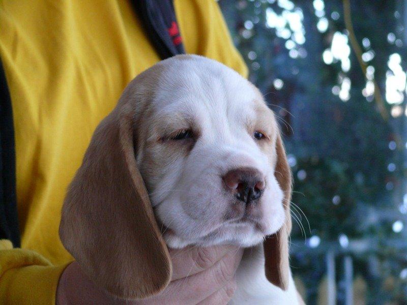 Beagle DKCH KLBJCH Free Stride's Busy Appointment - Henry 8 uger billede 10