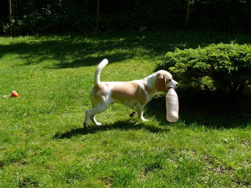 Beagle DKCH KLBJCH Free Stride's Busy Appointment billede 11