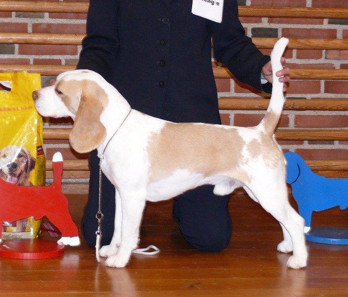 Beagle DKCH KLBJCH Free Stride's Busy Appointment billede 12