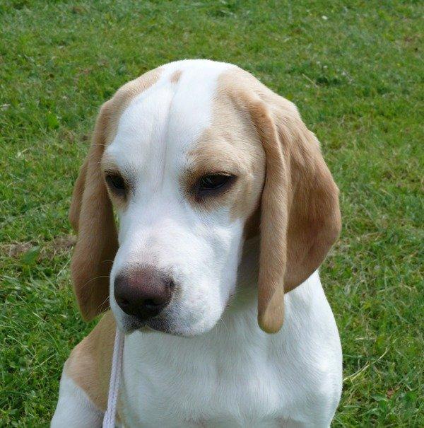 Beagle DKCH KLBJCH Free Stride's Busy Appointment billede 13