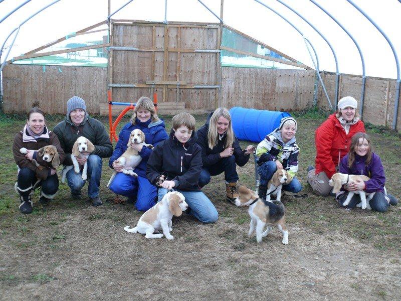 Beagle DKCH KLBJCH Free Stride's Busy Appointment billede 14