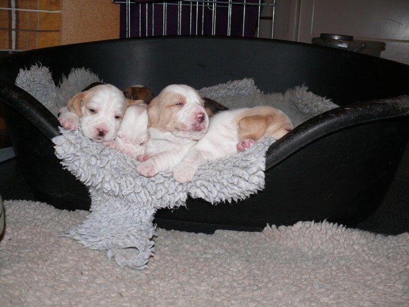 Beagle DKCH KLBJCH Free Stride's Busy Appointment billede 15