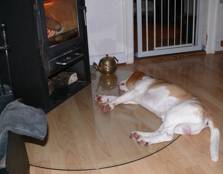 Beagle DKCH KLBJCH Free Stride's Busy Appointment billede 16