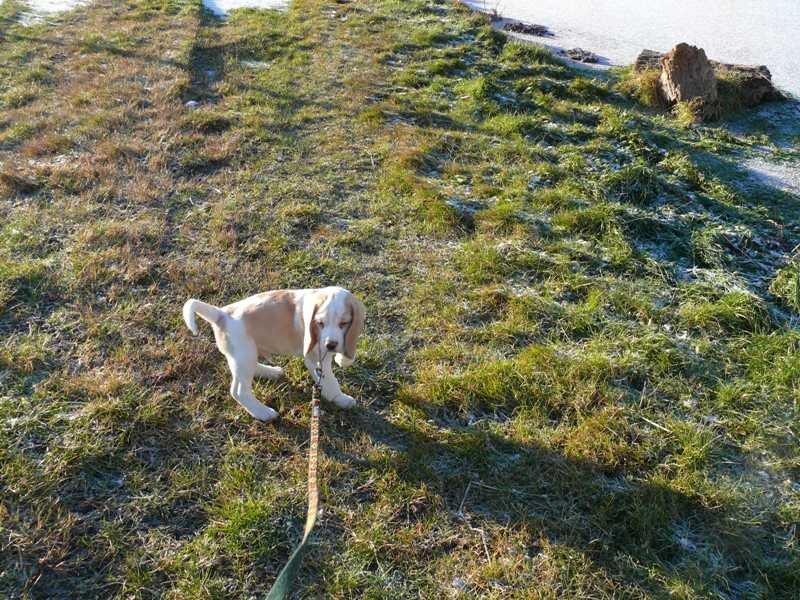 Beagle DKCH KLBJCH Free Stride's Busy Appointment billede 17