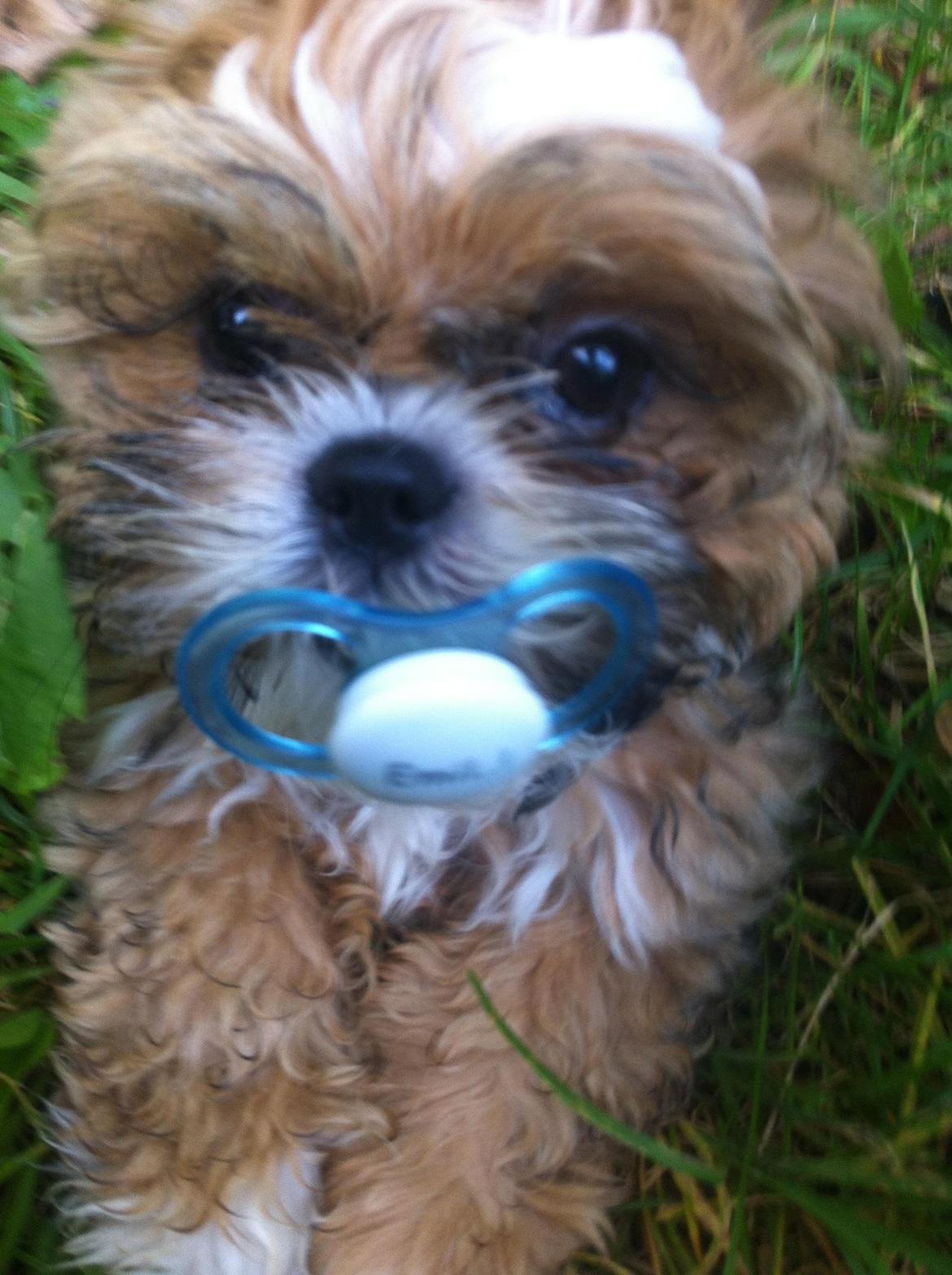 Shih tzu Pepsi billede 1