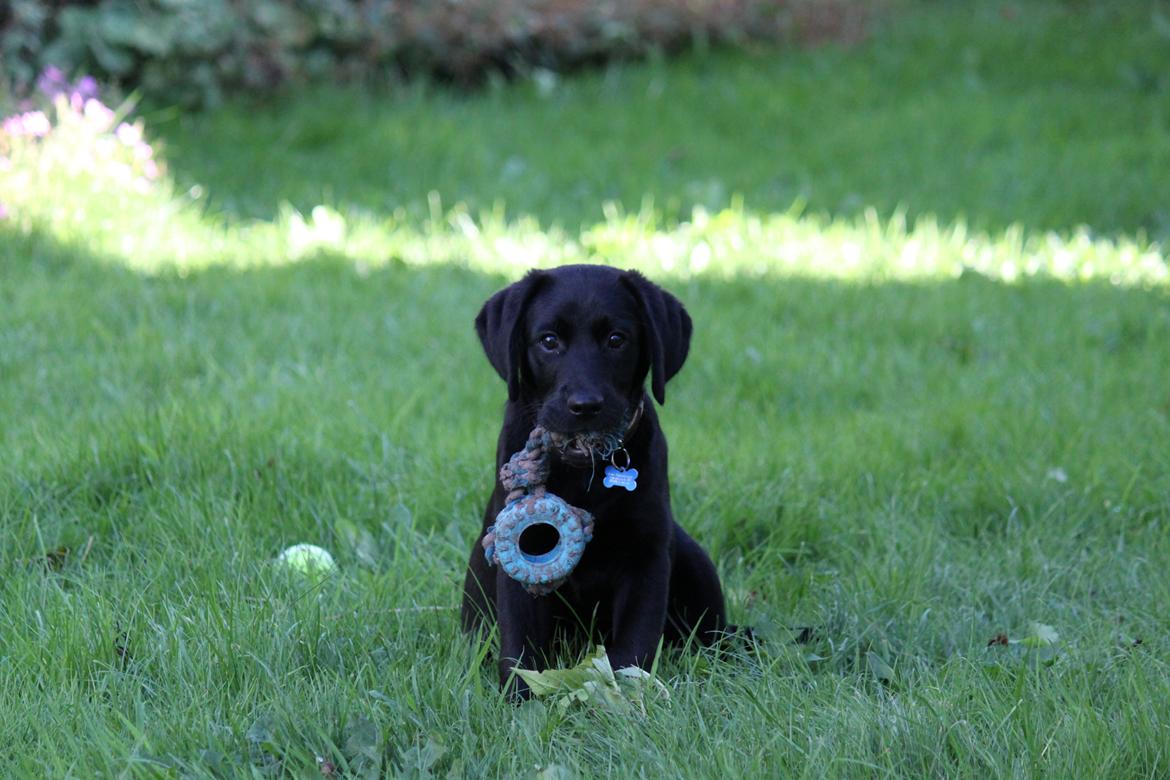 Labrador retriever Baunse - Baunse i september måned.. billede 3