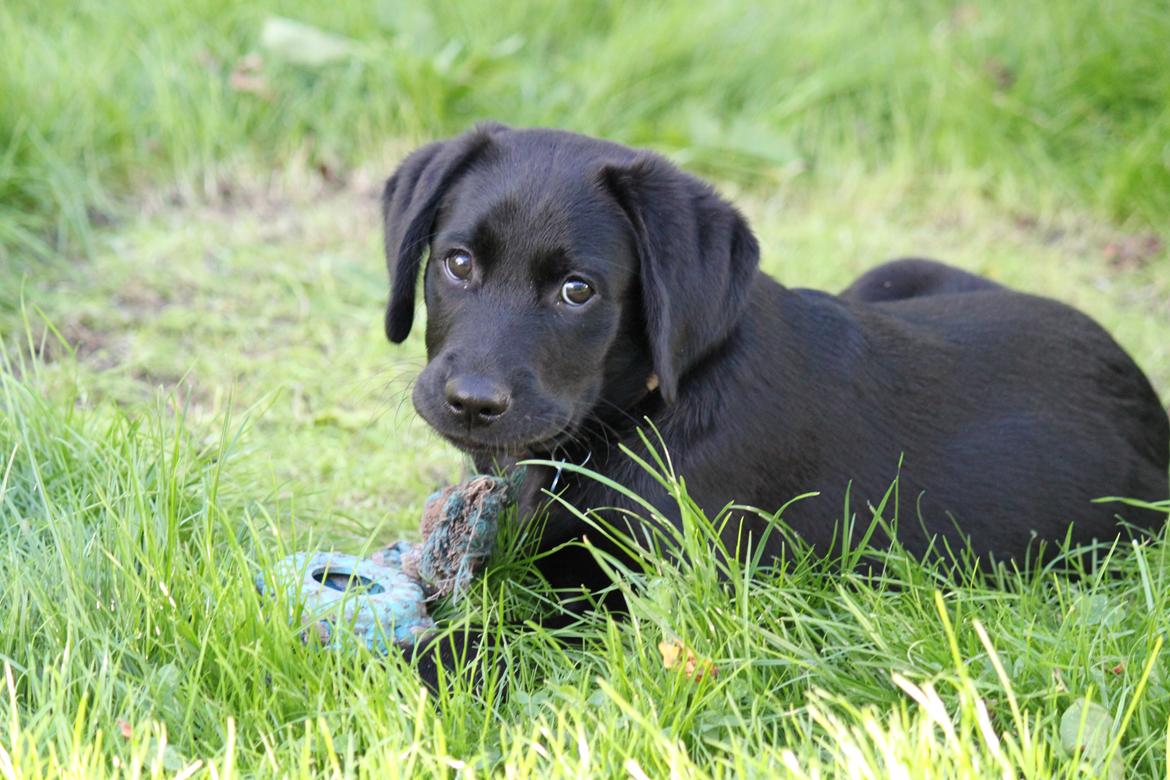 Labrador retriever Baunse billede 4