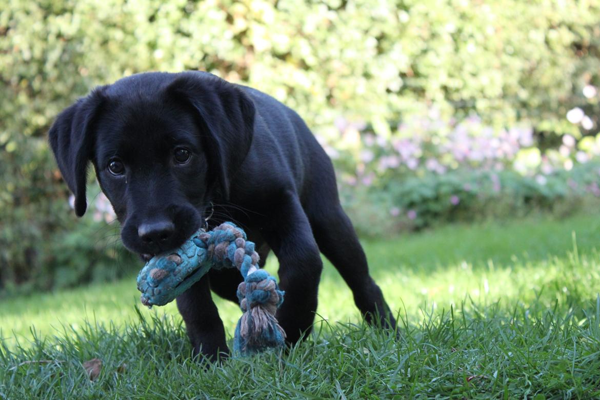 Labrador retriever Baunse billede 2