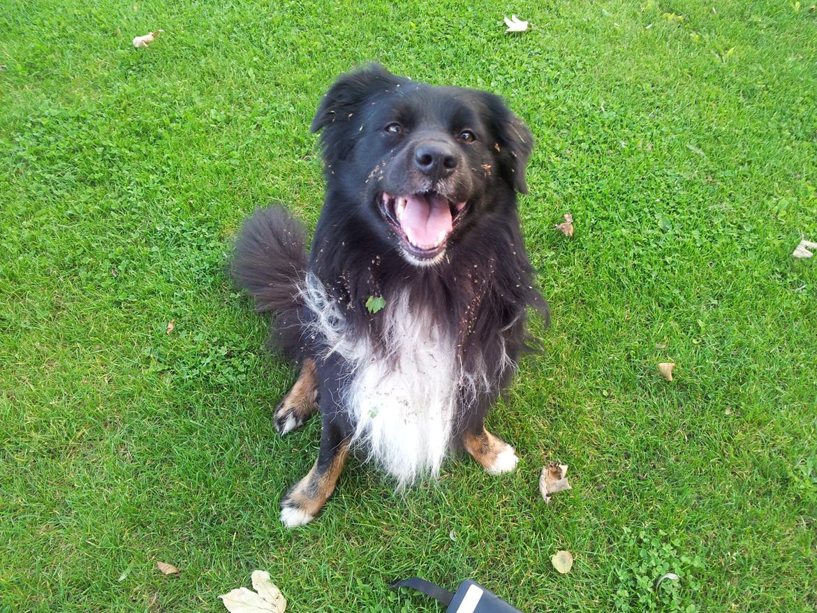 Blanding af racer Tobey - 7 september 2012 - vi har leget i buskads billede 19