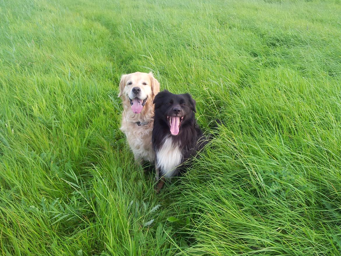 Blanding af racer Tobey - selv når vi går en lang tur og har travlt med at lege, kan vi godt bruge et par sekunder på at posere til et billede billede 20
