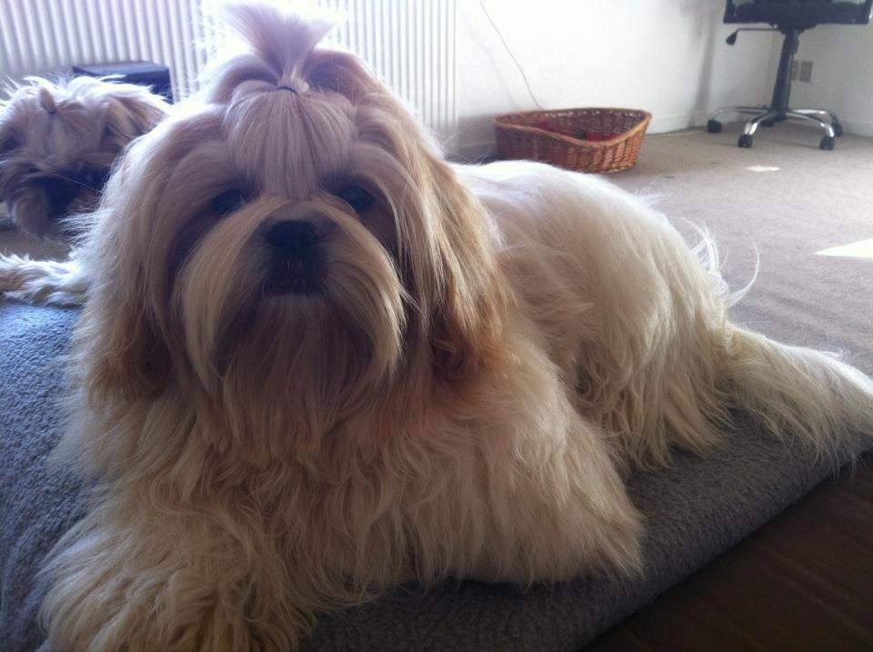 Shih tzu Setti billede 2