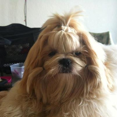 Shih tzu Setti billede 3