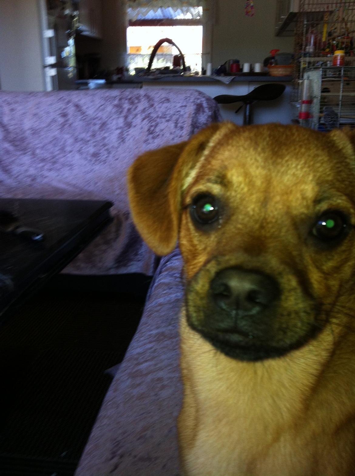 Blanding af racer prop billede 8