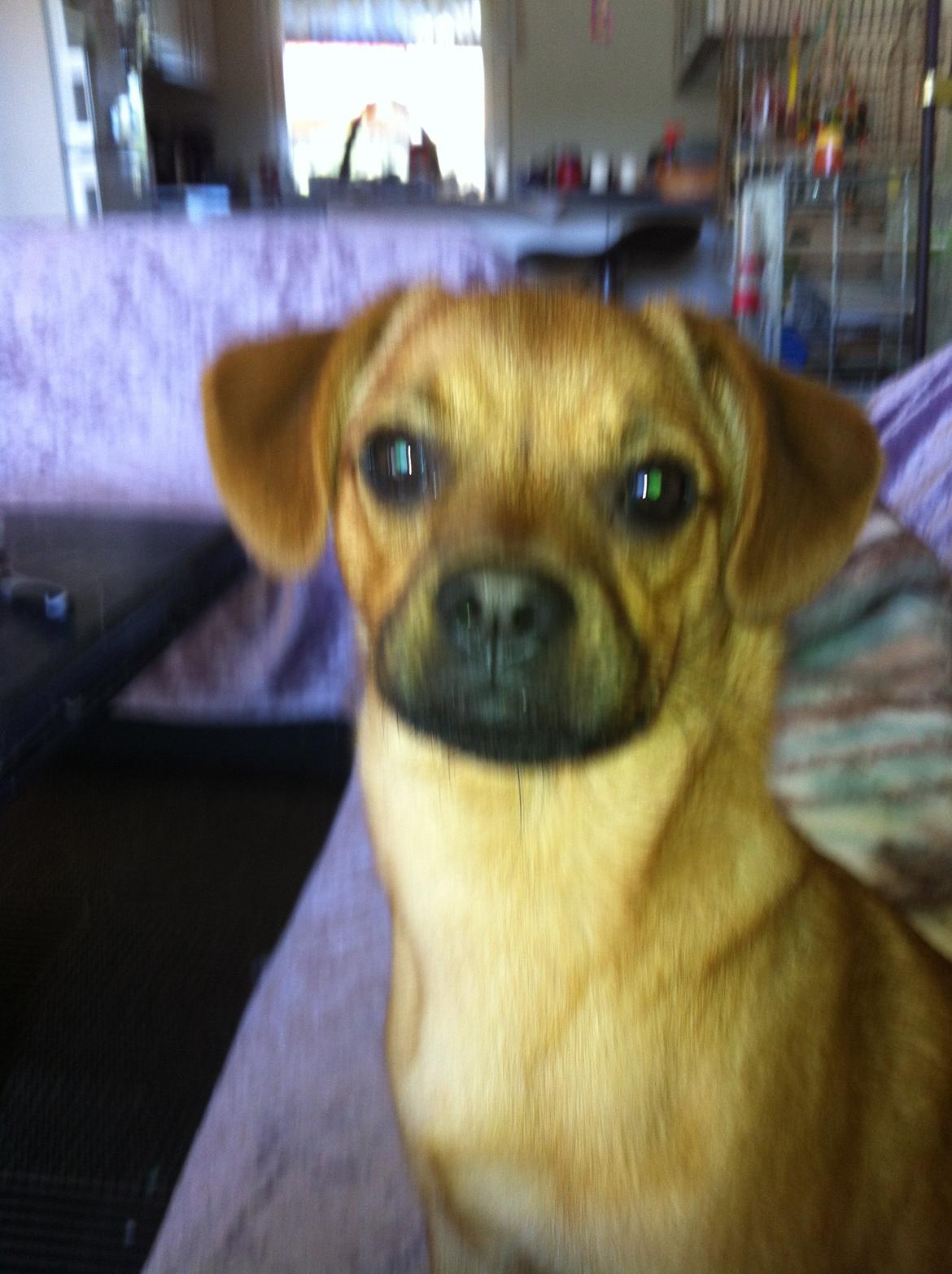 Blanding af racer prop billede 9