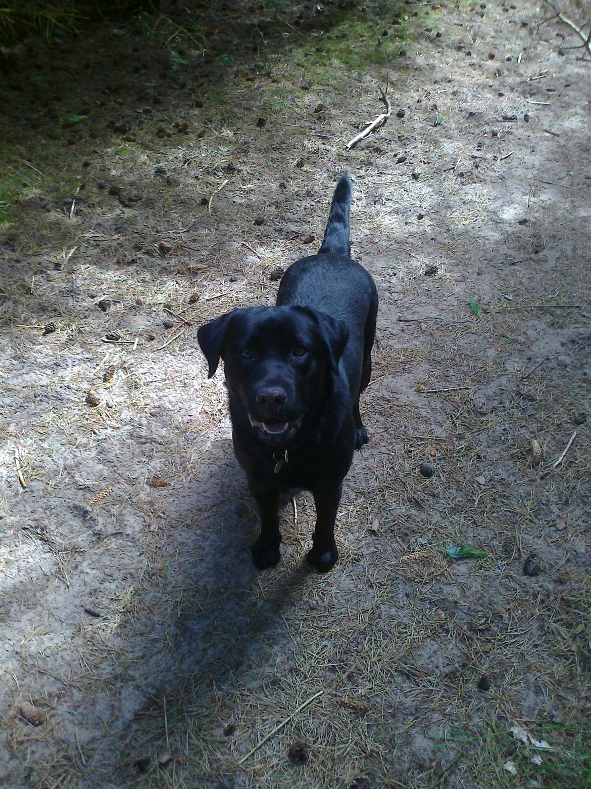 Labrador retriever Tess billede 17