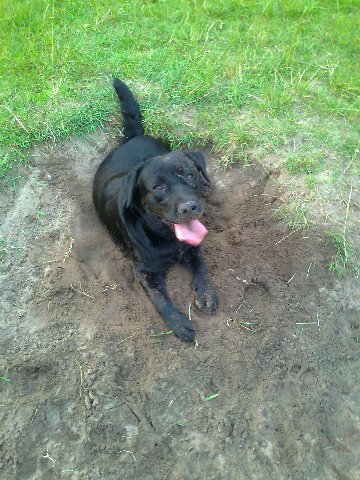 Labrador retriever Tess billede 18