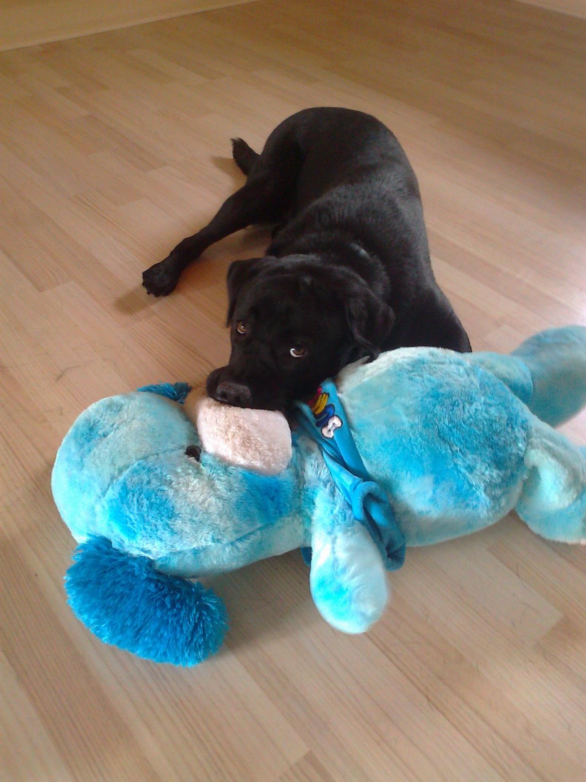 Labrador retriever Tess billede 19