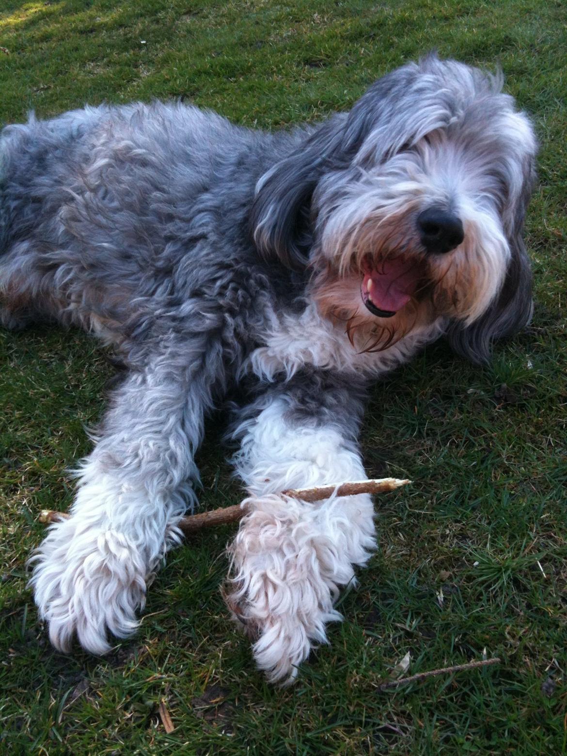 Bearded collie Savoy[Shetlanas Inside Player] - En hyggelig sommerdag i haven - med ynglings pinden selvfølgelig. billede 4