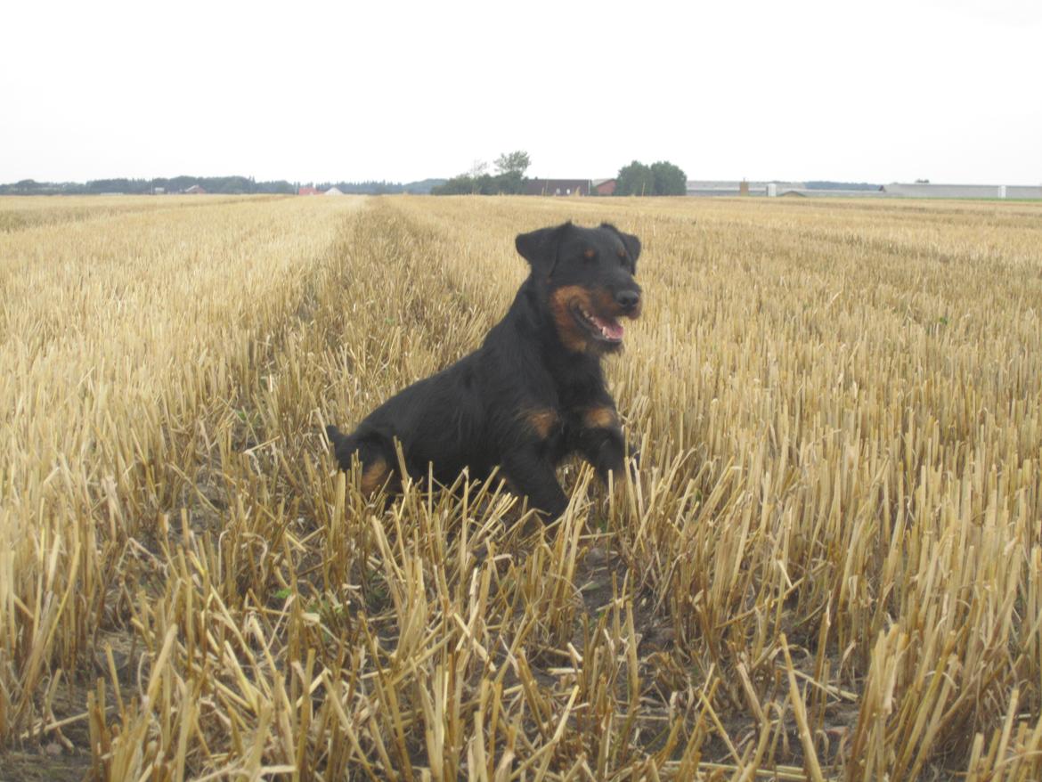 Tysk jagtterrier Buller<3 Farvel min ven <3 billede 12