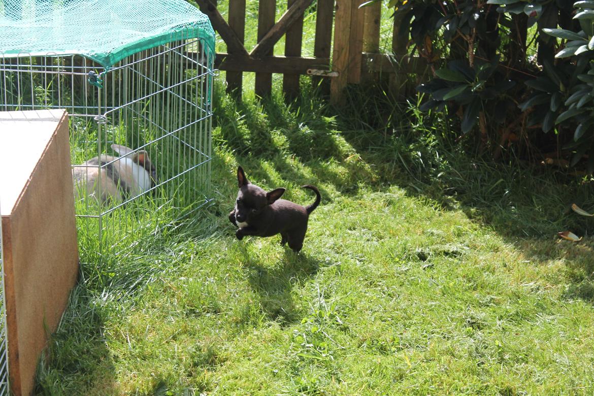 Chihuahua Lukas billede 10