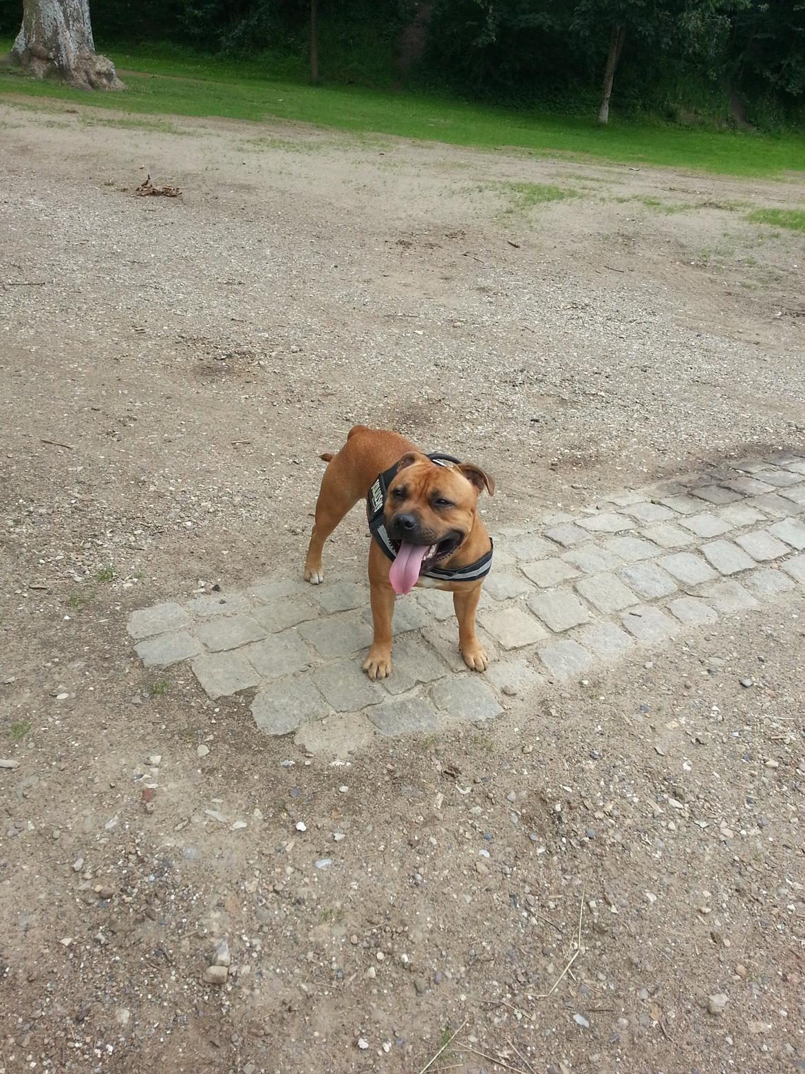 Staffordshire bull terrier Nemo billede 11