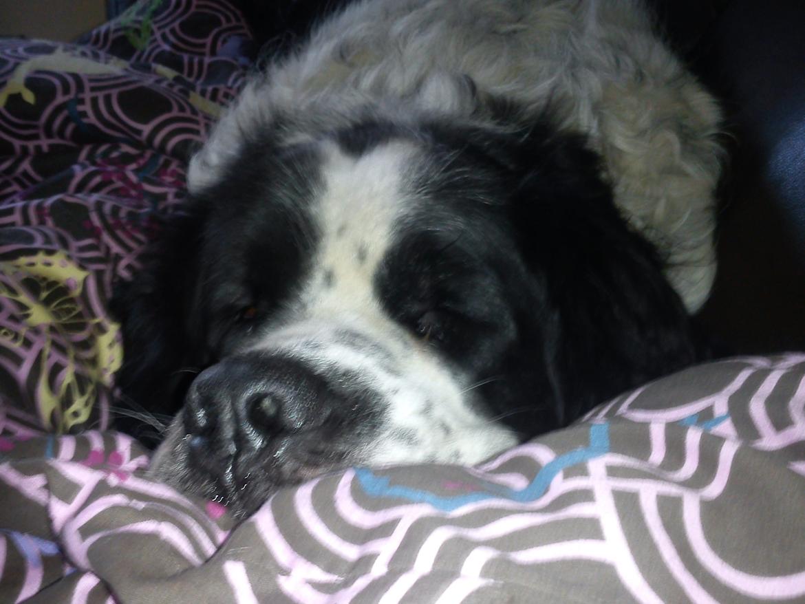 Blanding af racer Magnus billede 12