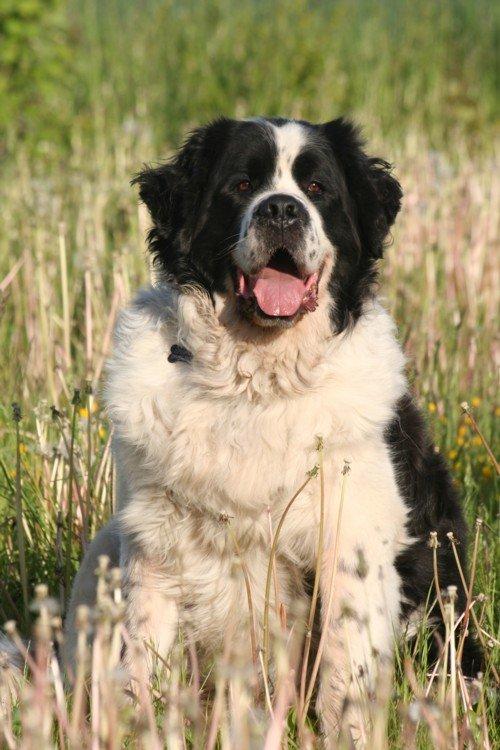 Blanding af racer Magnus billede 13