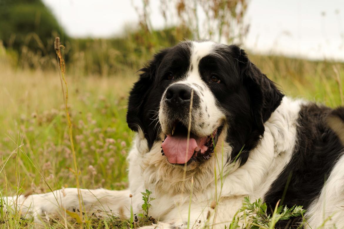 Blanding af racer Magnus billede 16