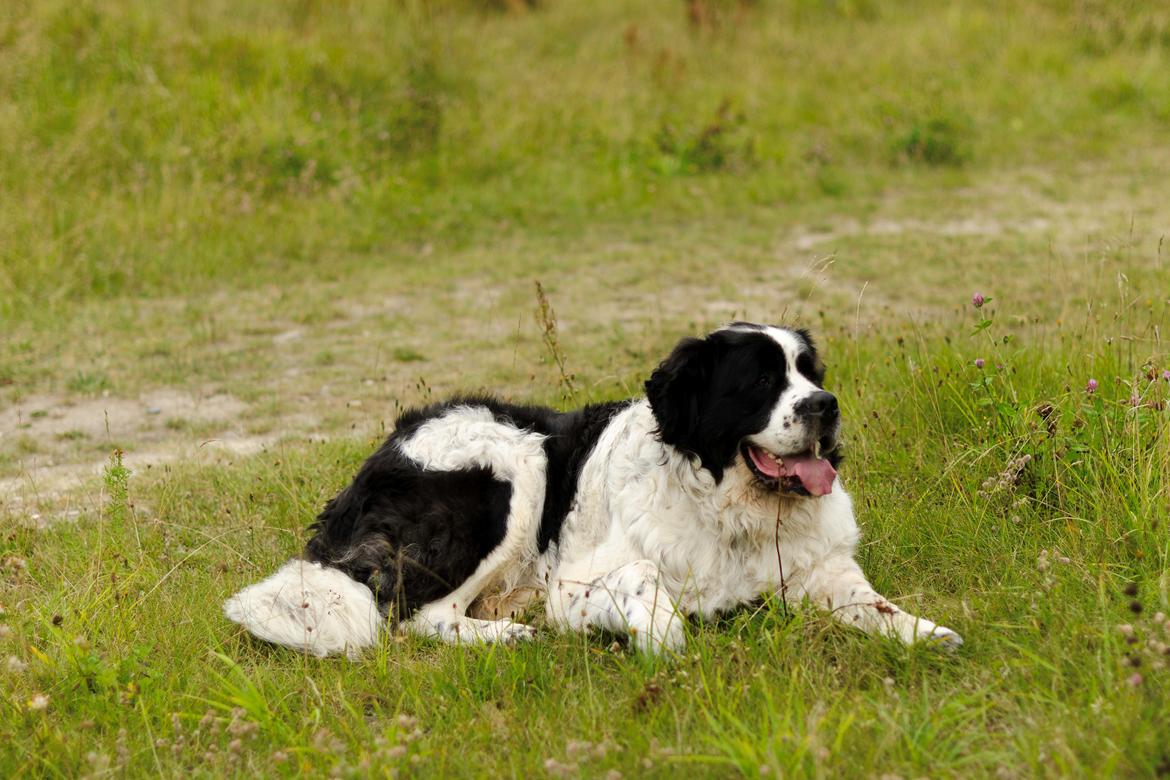 Blanding af racer Magnus billede 17