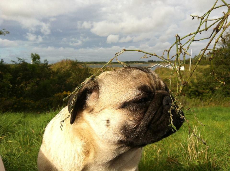 Mops Muffin billede 14