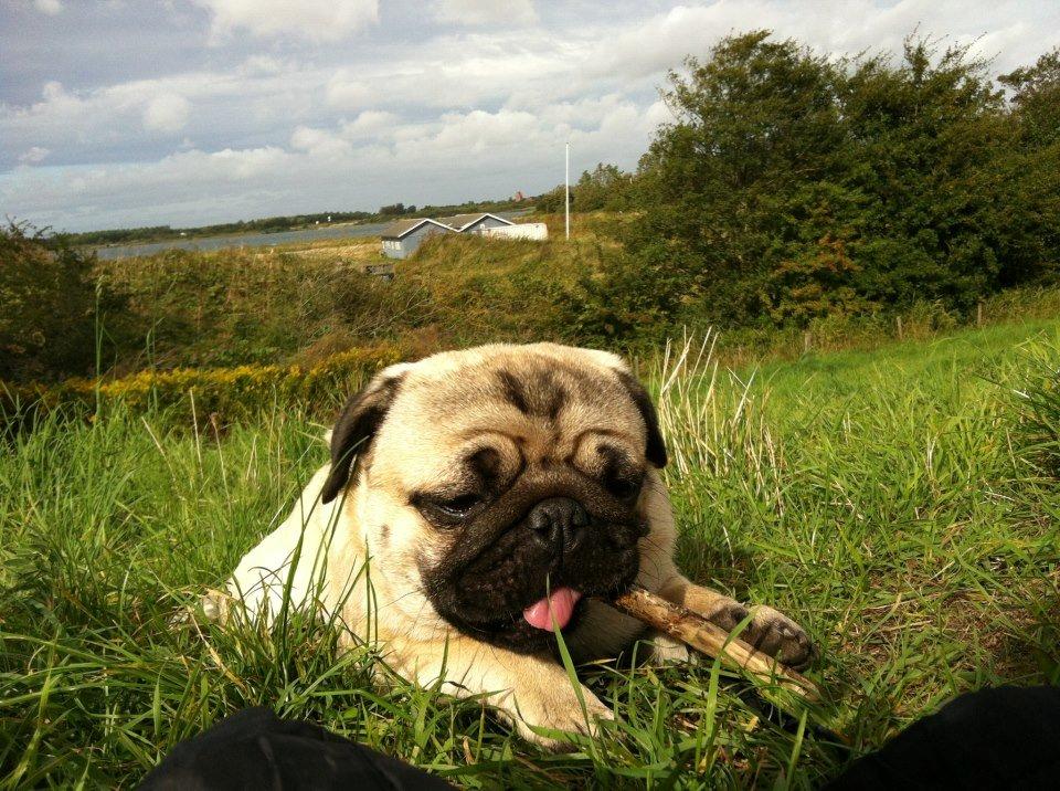 Mops Muffin billede 15