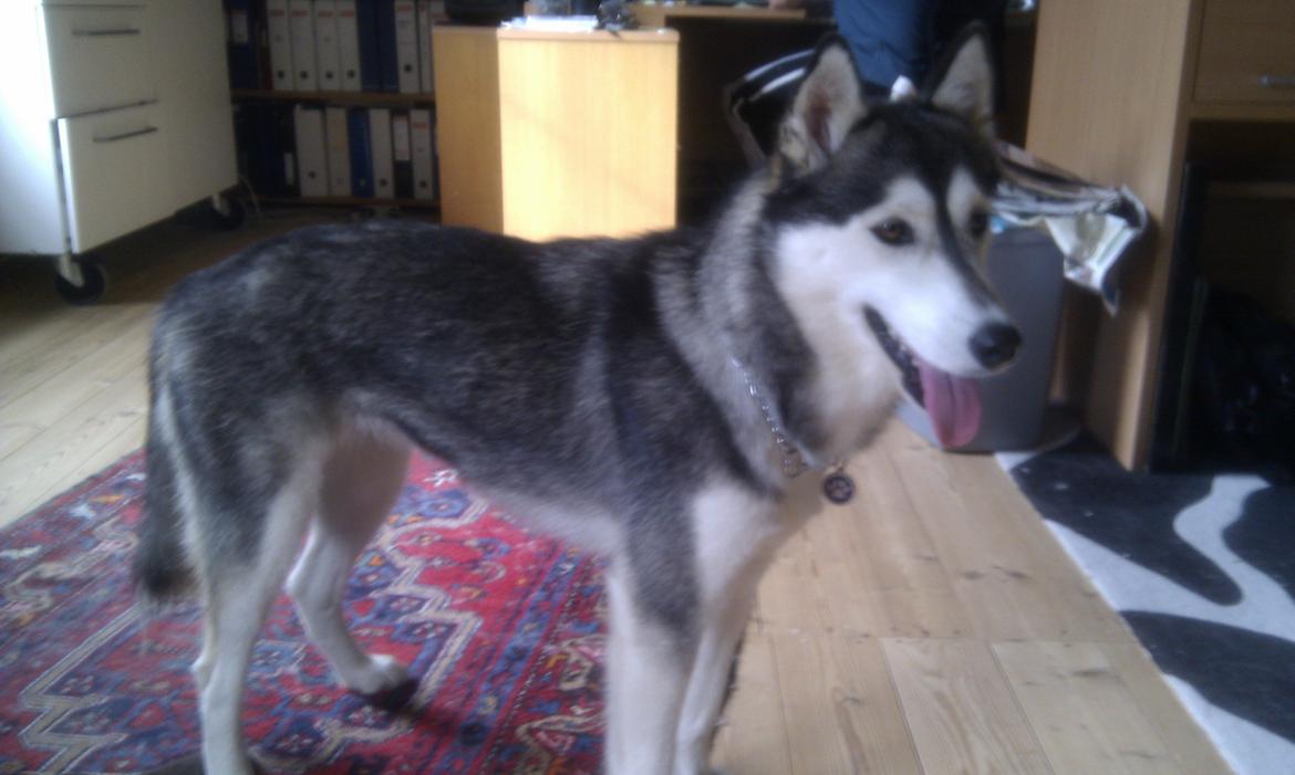 Siberian husky Chessie billede 2