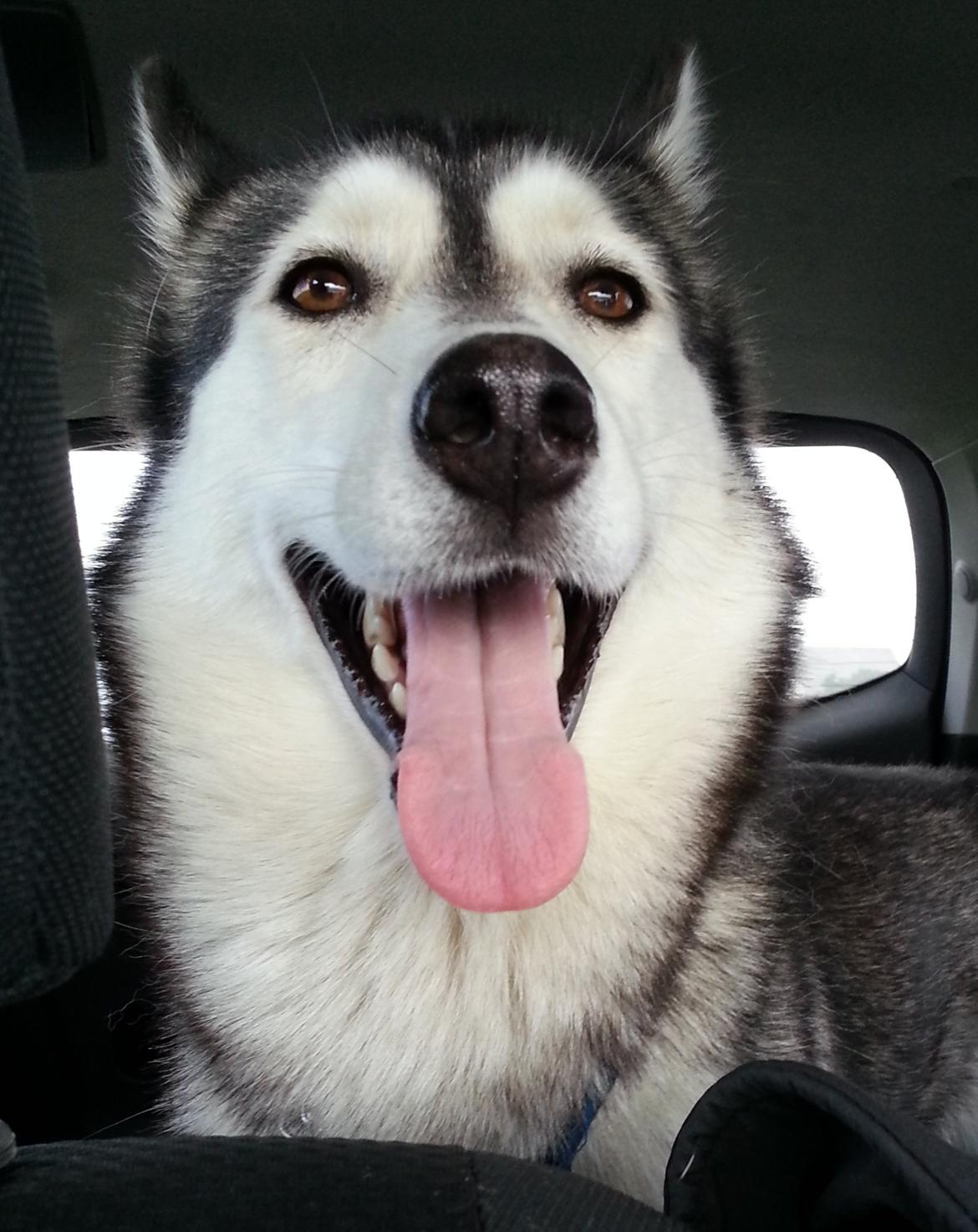 Siberian husky Chessie - På vej til hundeskoven = ét stort smil :-) billede 1