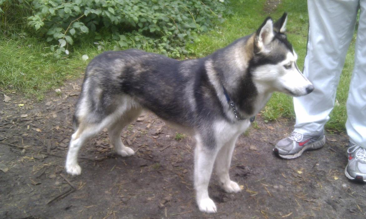 Siberian husky Chessie billede 3