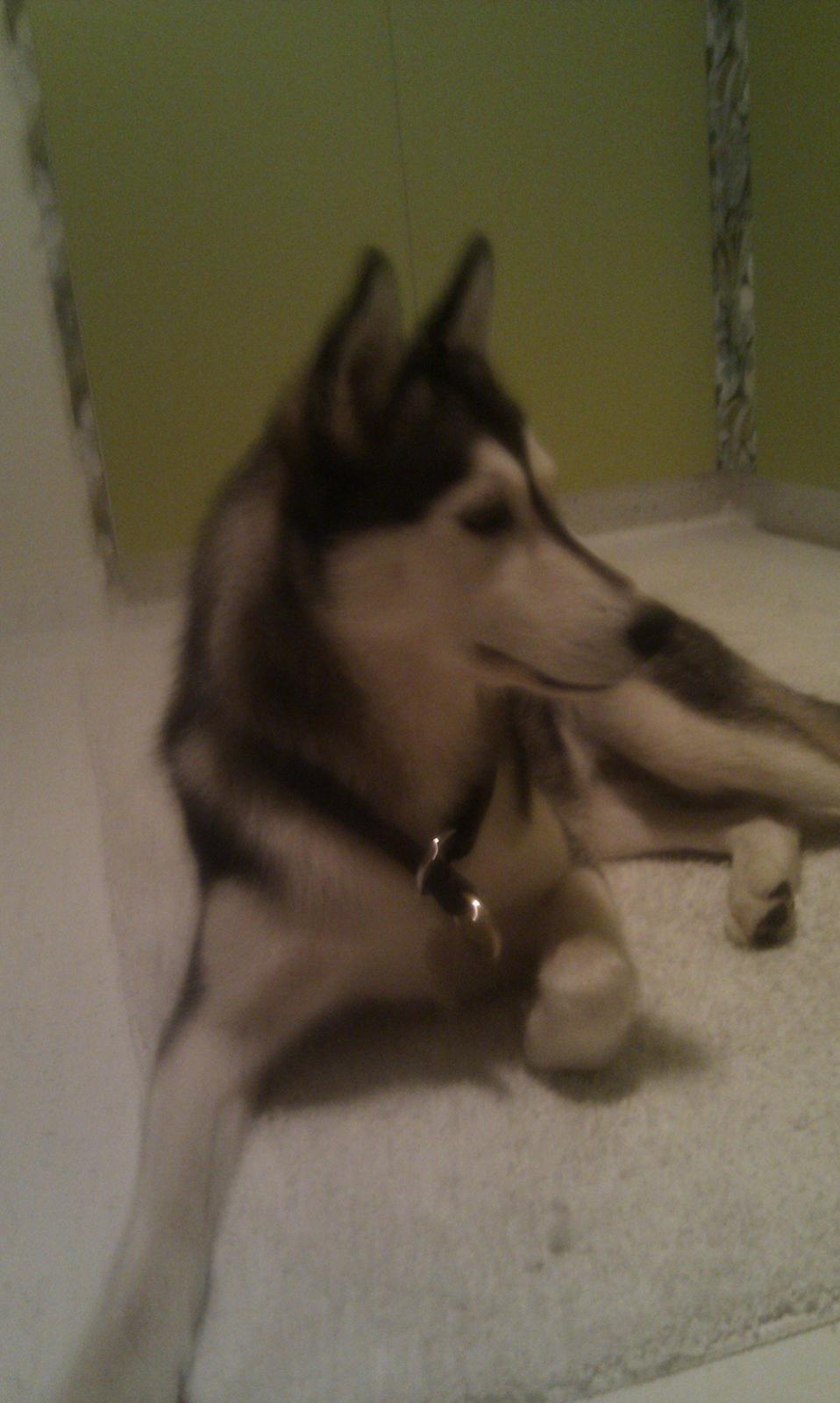 Siberian husky Chessie - Et af de første billeder vi tog da vi fik hende... billede 4