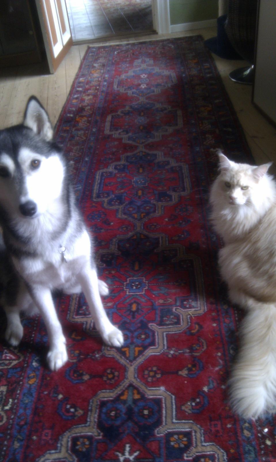 Siberian husky Chessie - Katte var engang noget man jagtede...nu går det bedre :-) billede 5