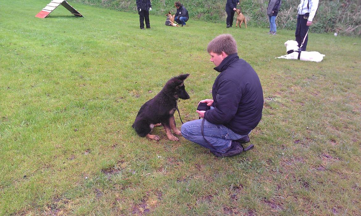 Schæferhund Aichia - 18 uger... til hvalpetræning billede 6