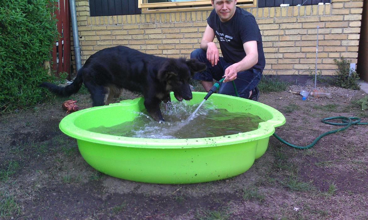 Schæferhund Aichia - 22 uger... det er dejligt at blive kølet ned i varmen :-) billede 7